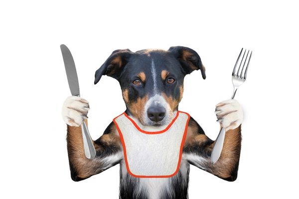 I Cani possono mangiare patate ? Consigli e informazioni utili per il tuo cane Amici e Natura iTALIA I Cani possono mangiare patate ? Consigli e informazioni utili per il tuo cane Amici e Natura iTALIA